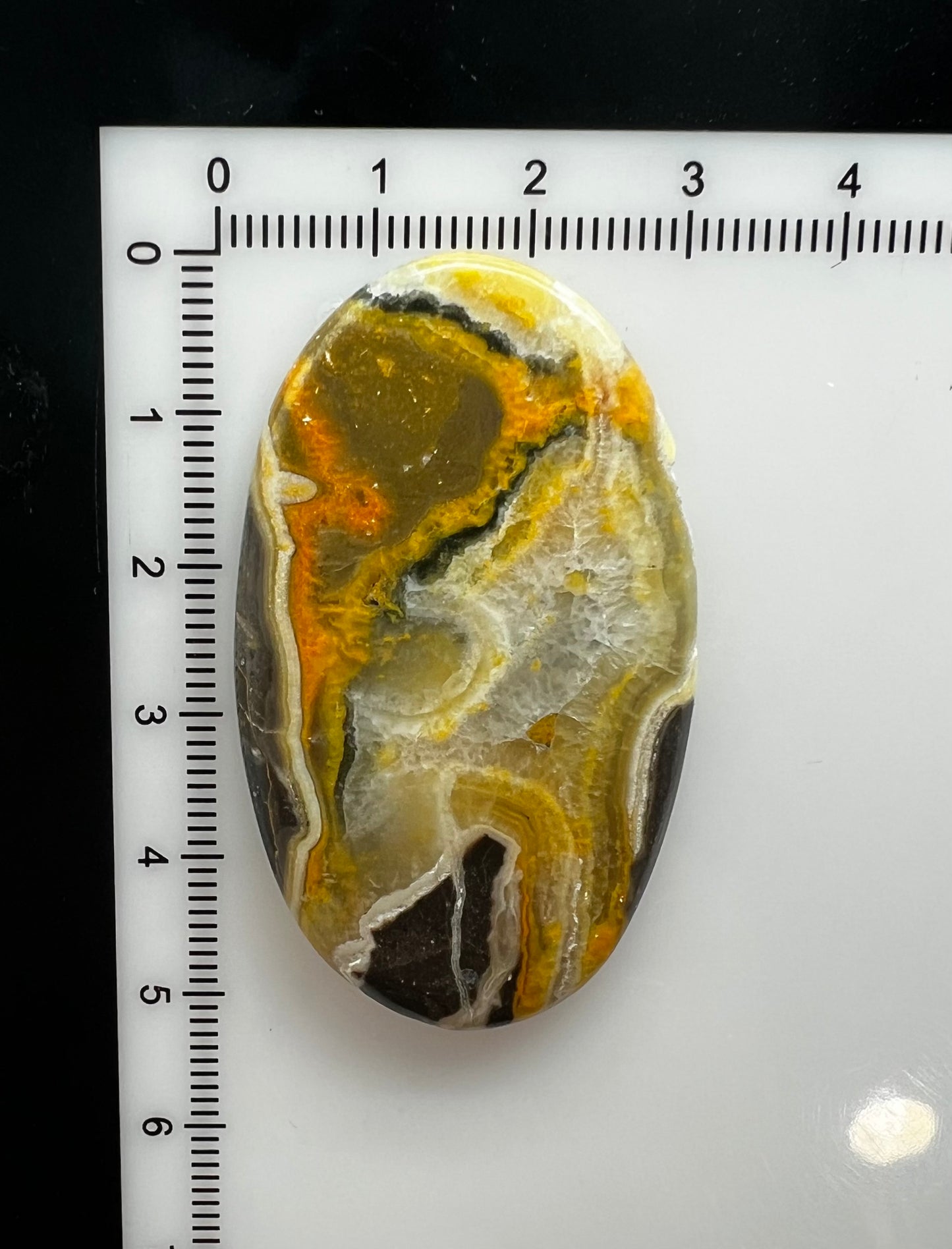 Bumblebee Jasper