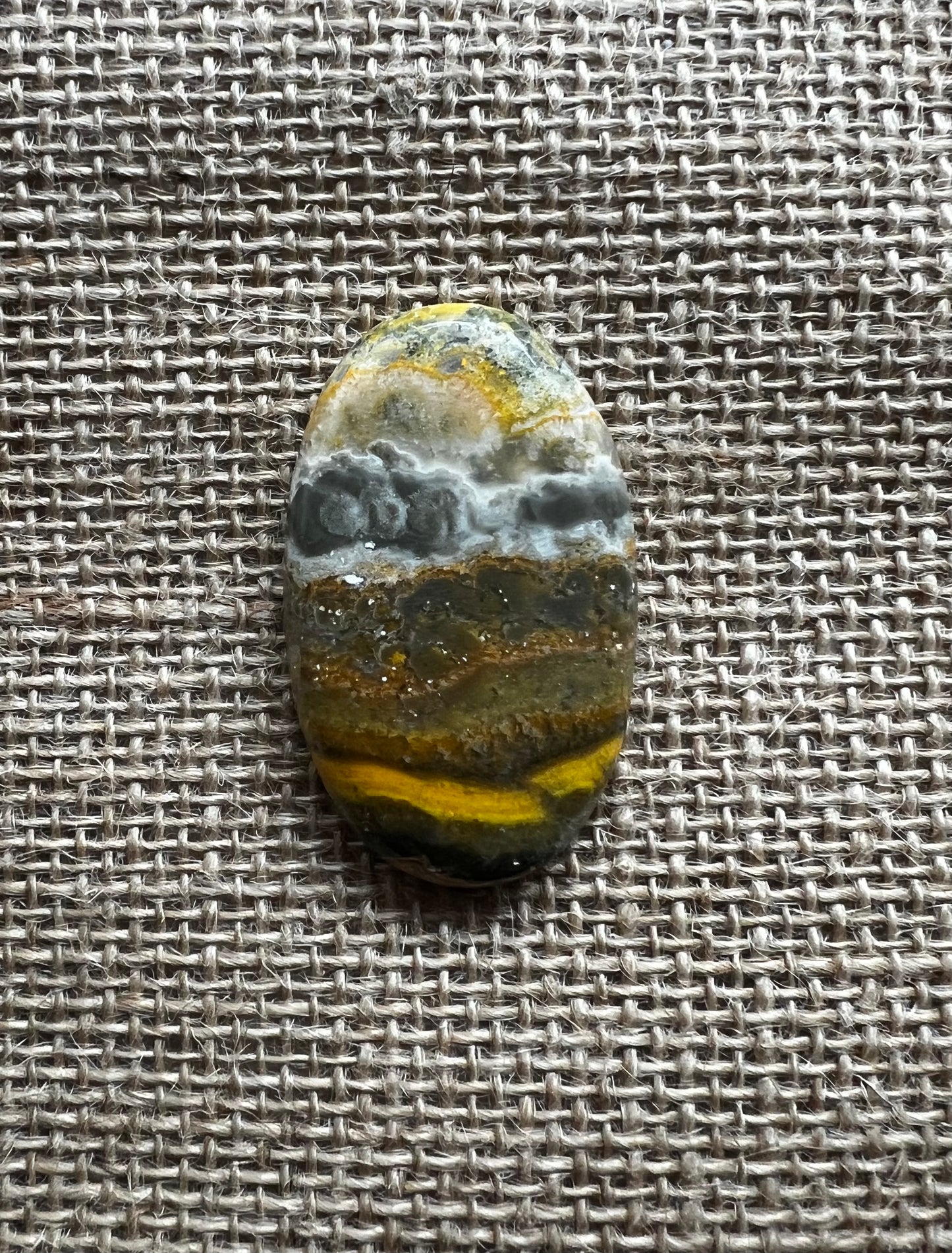 Bumblebee Jasper