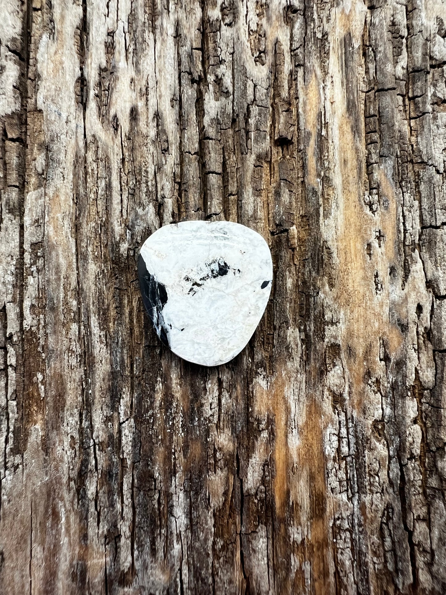 White Buffalo
