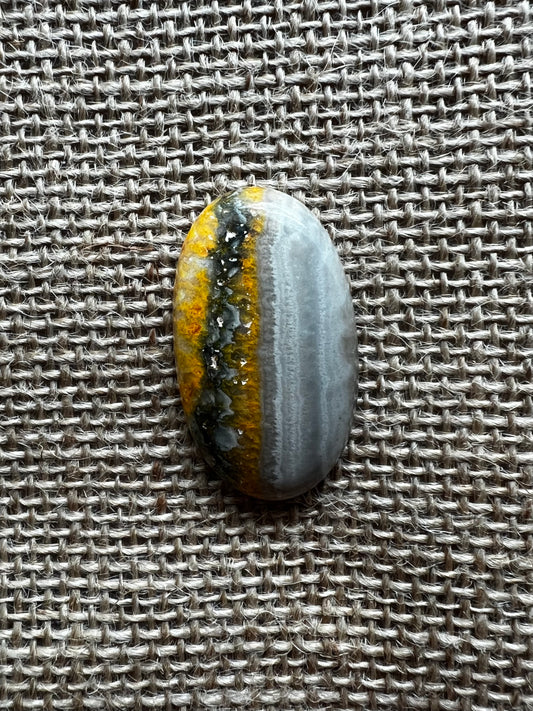 Bumblebee Jasper