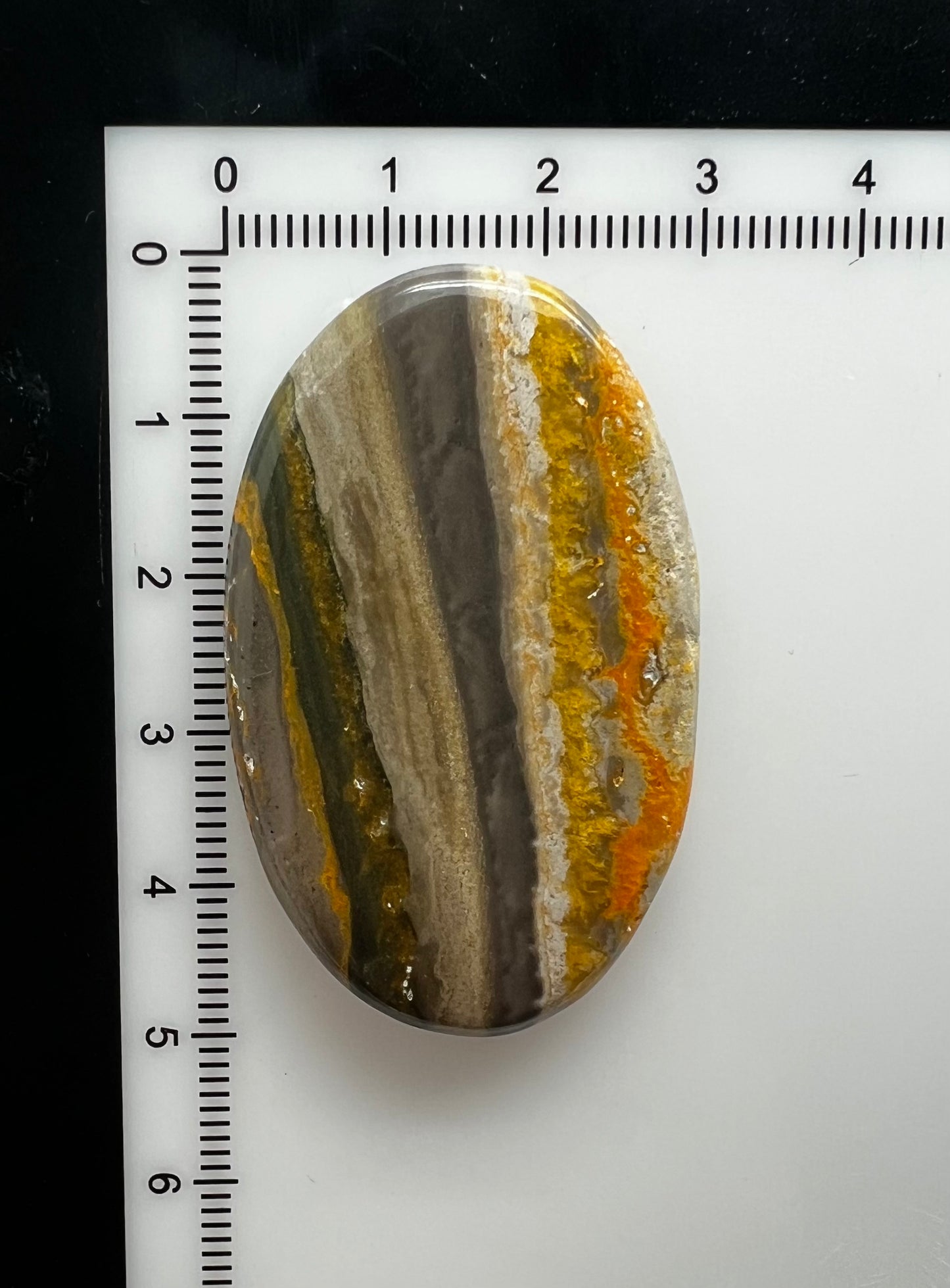 Bumblebee Jasper