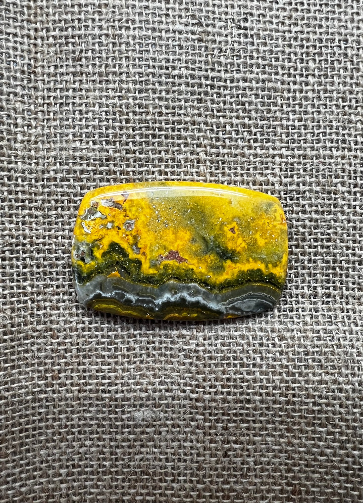 Bumblebee Jasper