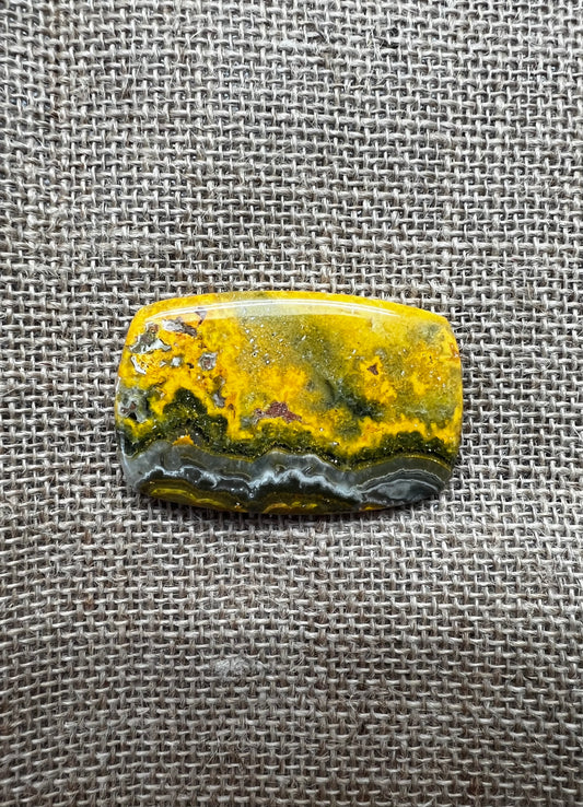 Bumblebee Jasper
