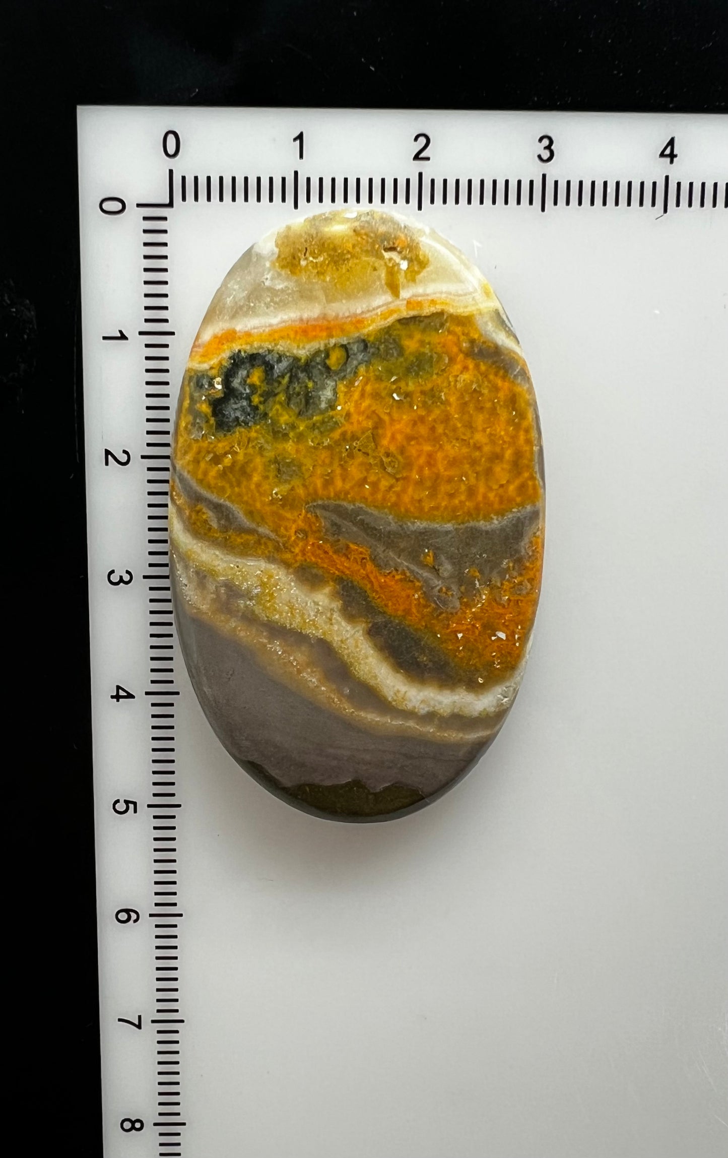 Bumblebee Jasper