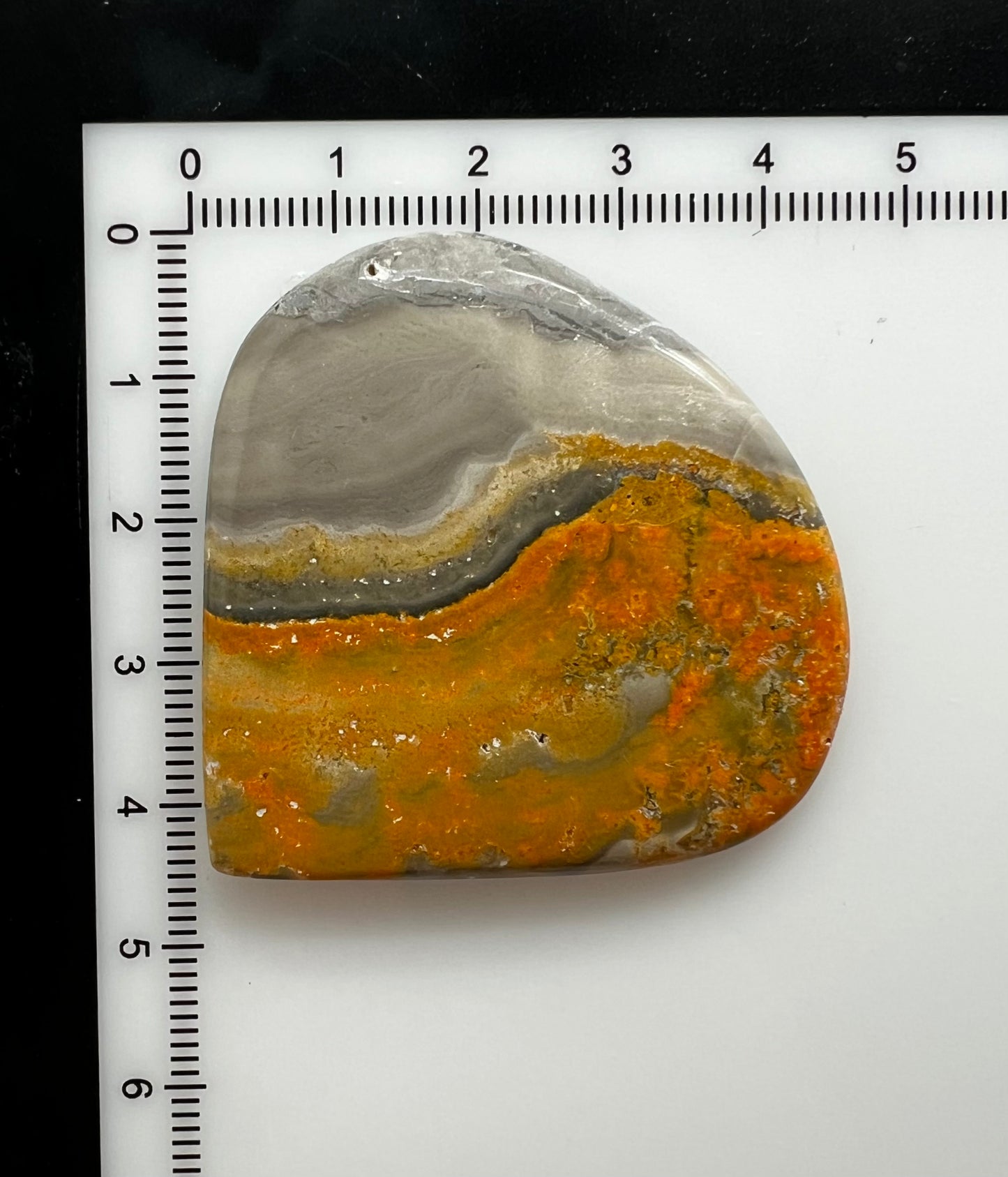 Bumblebee Jasper