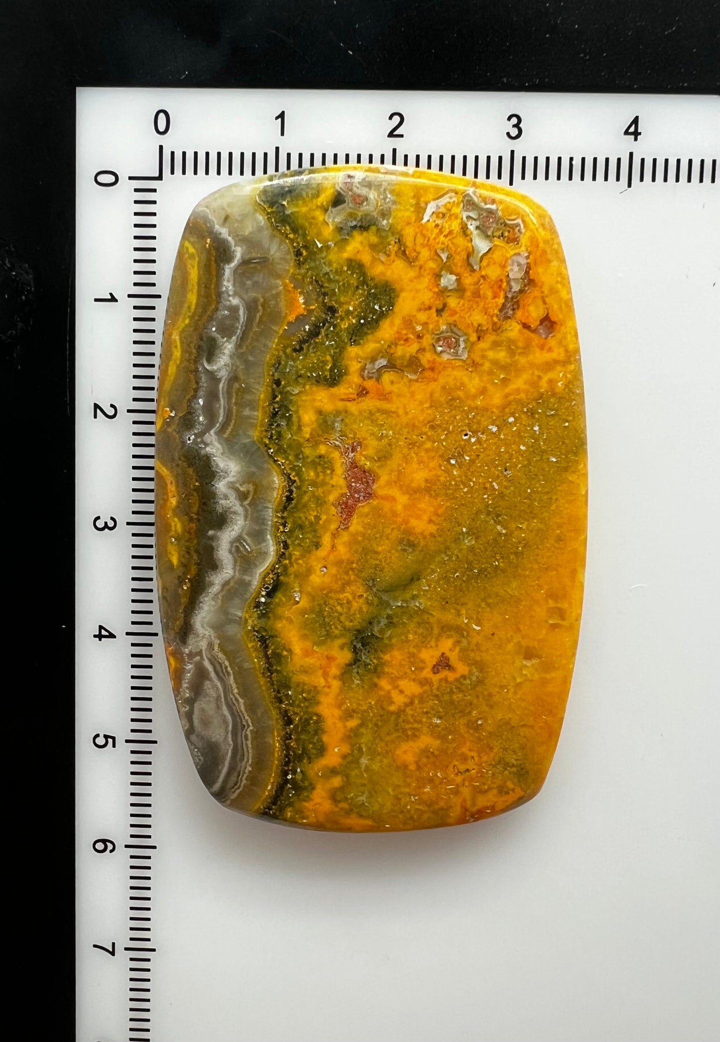 Bumblebee Jasper