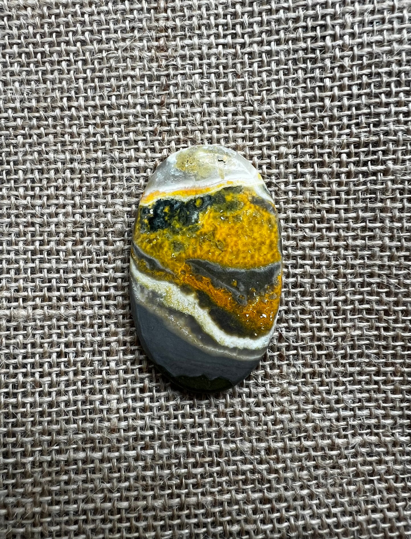 Bumblebee Jasper