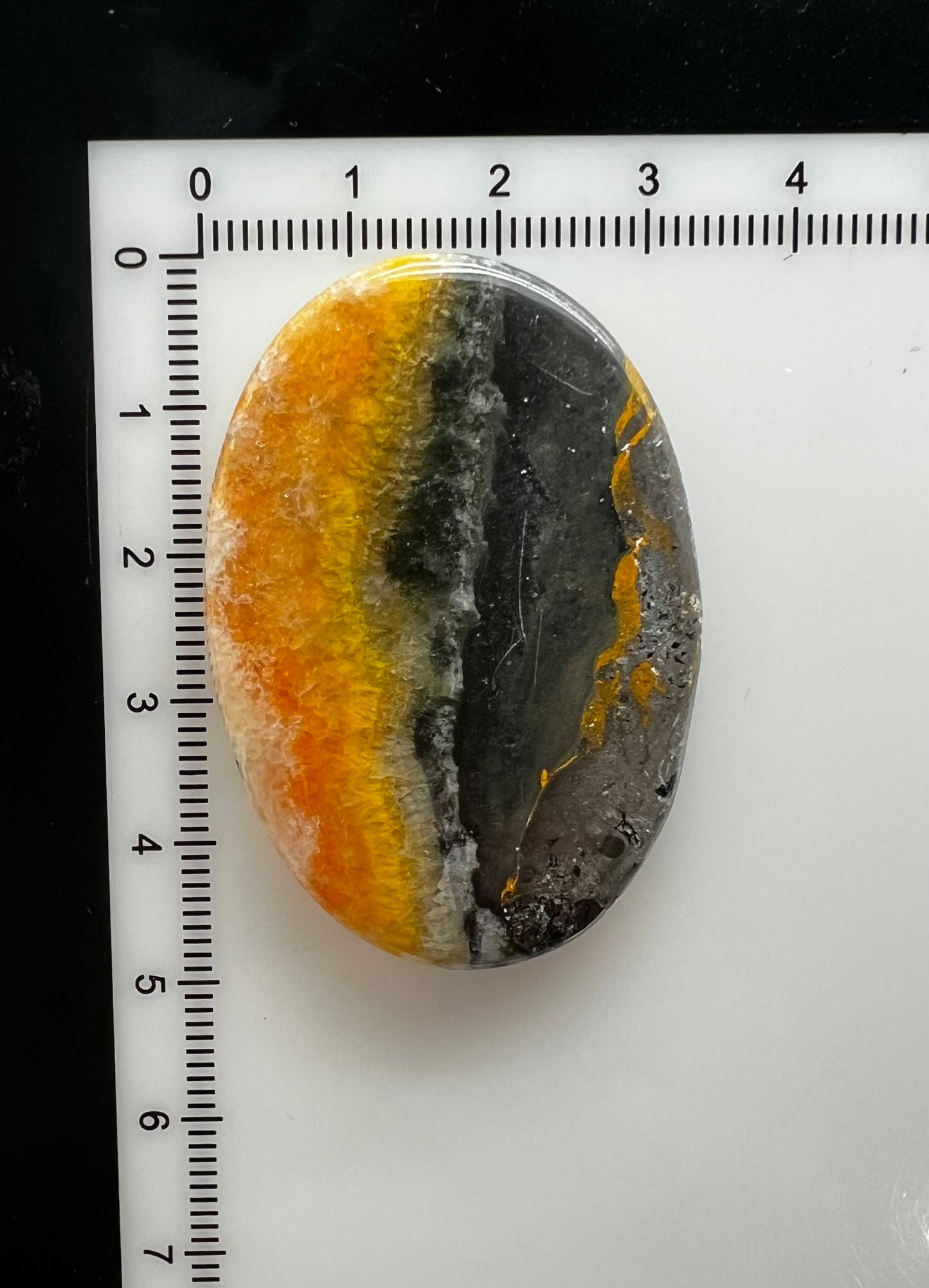 Bumblebee Jasper