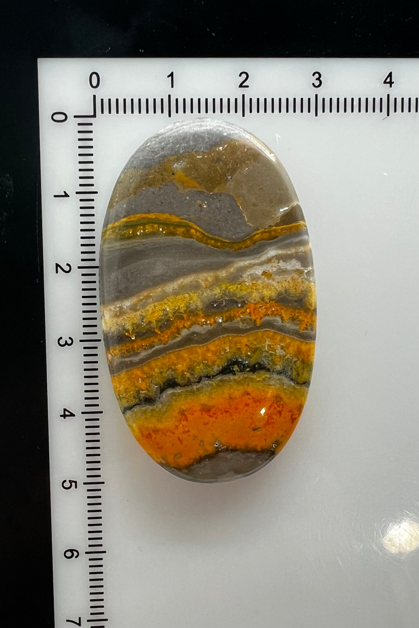 Bumblebee Jasper