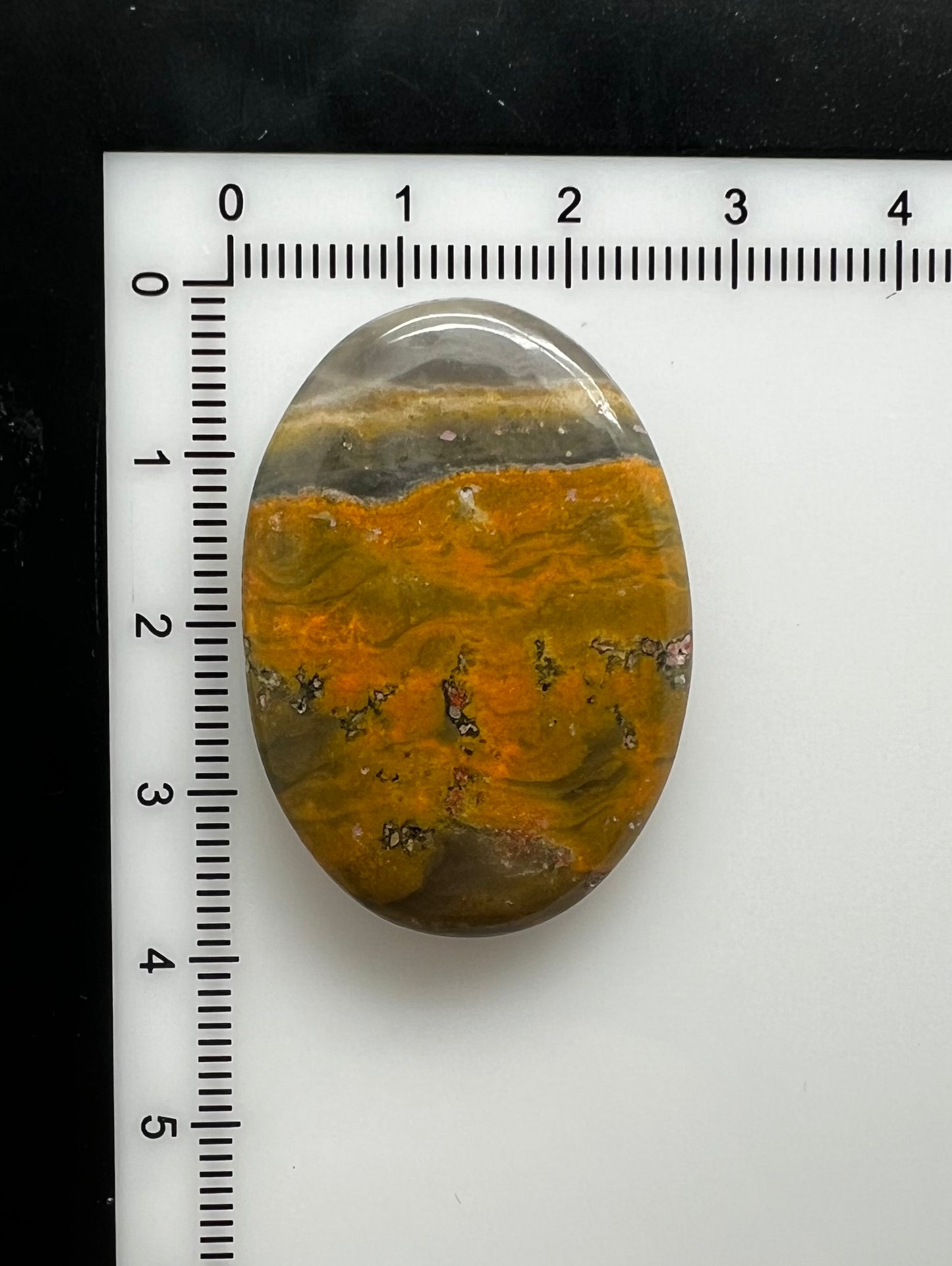 Bumblebee Jasper