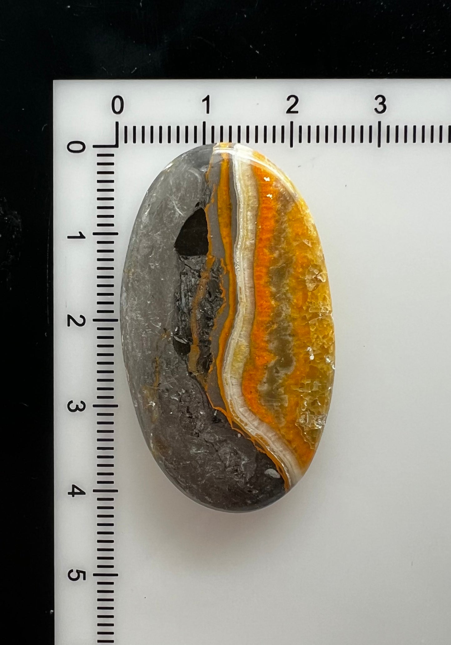 Bumblebee Jasper